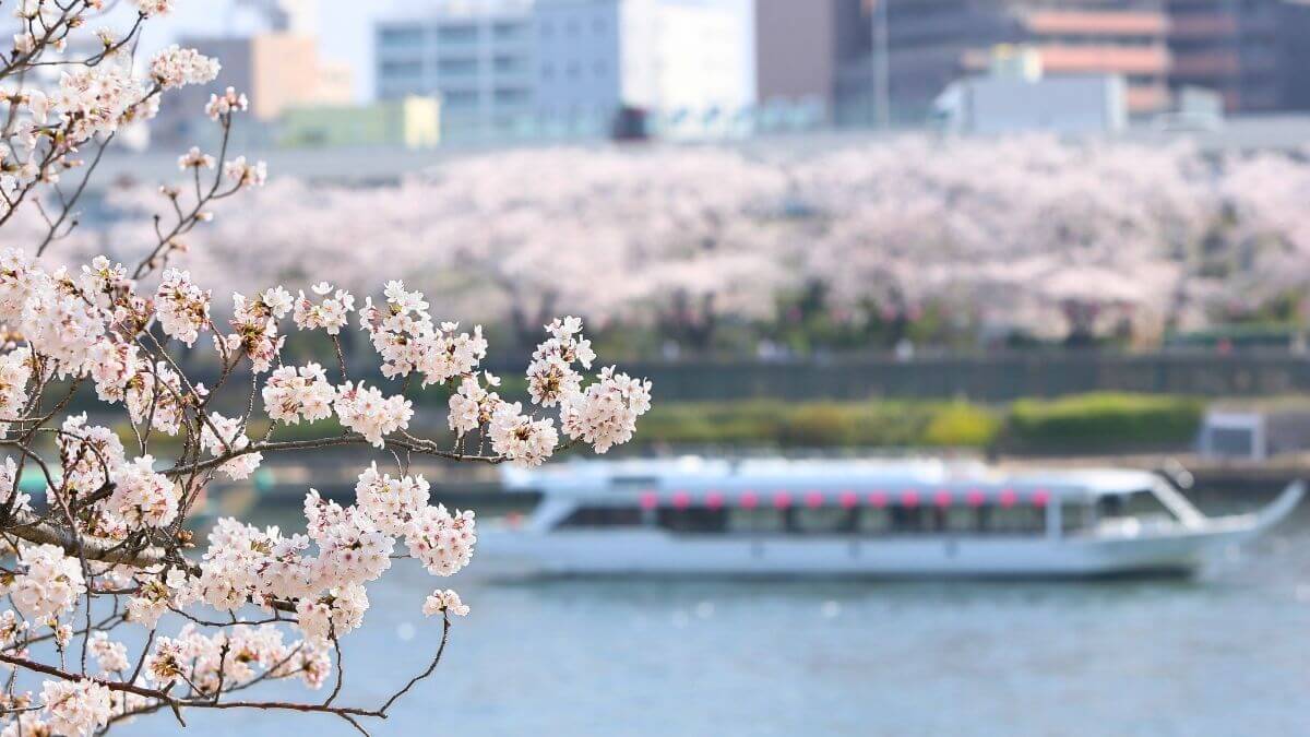 【桜花風景図】山田秋衛 998 屋形船 花見 掛け軸　肉筆 img60543825.jpg